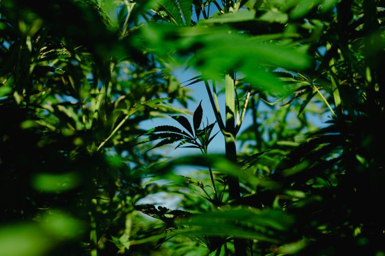 Australian Hemp Fibre Processors 768x512